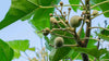 Kukui Nut Oil Benefits for Skin – Osmosis Beauty