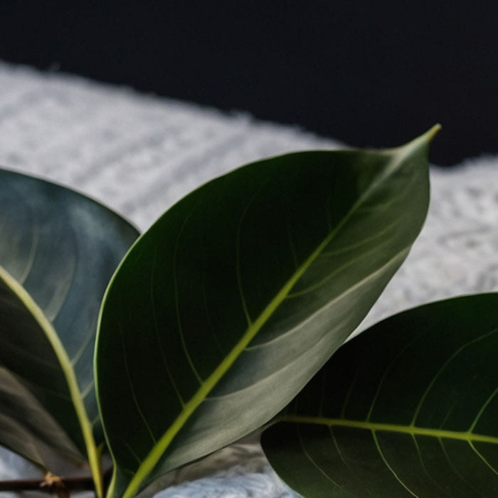 Close-up of a green leaf with a blurred background